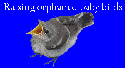 Mockingbird Baby