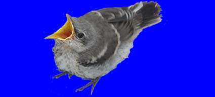 Mockingbird Baby