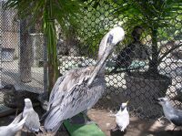 Betsy, the blind pelican.